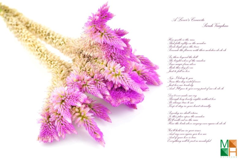 Tranh dán tường hoa mào gà tại Hàng Bồ, Hoàn Kiếm, Hà Nội FW - 205